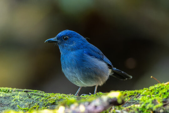 White-tailed Flycatcher (Cyornis concretus) perched on mossy rainforest log in Sabah, Borneo. A stunning blue and white bird.
