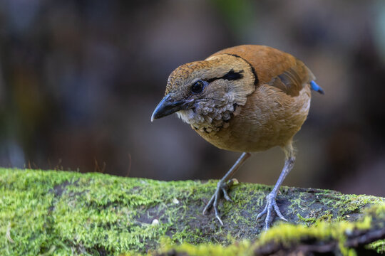 Close-up of a female Giant Pitta (Hydrornis caeruleus) perched on a rainforest log in Sabah, Malaysia. A rare and vulnerable bird species.