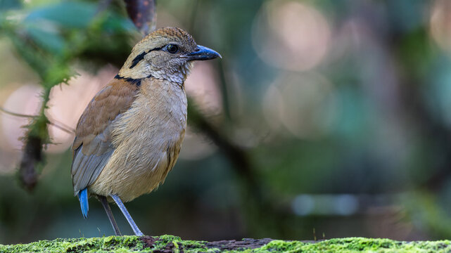 Close-up of a female Giant Pitta (Hydrornis caeruleus) perched on a rainforest log in Sabah, Malaysia. A rare and vulnerable bird species.
