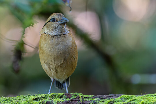 Close-up of a female Giant Pitta (Hydrornis caeruleus) perched on a rainforest log in Sabah, Malaysia. A rare and vulnerable bird species.