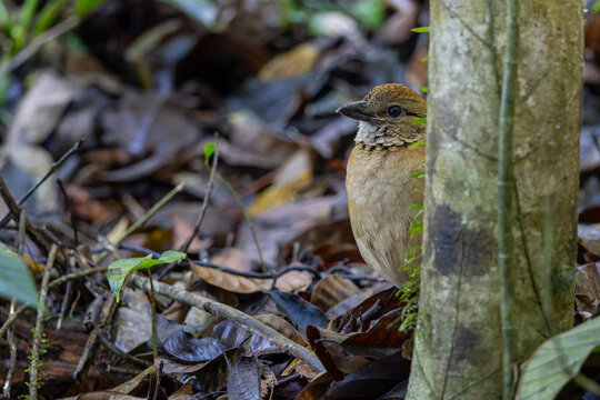 Close-up of a female Giant Pitta (Hydrornis caeruleus) perched on a rainforest log in Sabah, Malaysia. A rare and vulnerable bird species.
