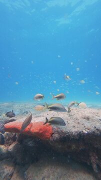 coral reef with tropical fish swimming in ocean