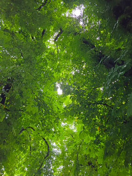 Tree canopy in Salzburg, Austria Kurgarten garden on rainy overcast summer afternoon.