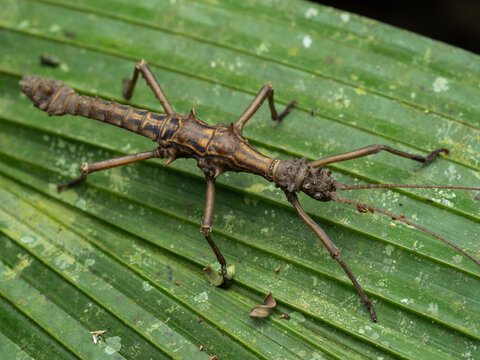 A detailed macro photograph of a spiny stick insect, perfectly camouflaged against a large green leaf.