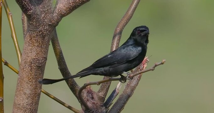 Close up of a wild black drongo bird resting on a bare tree branch against a clean green background in its natural habitat