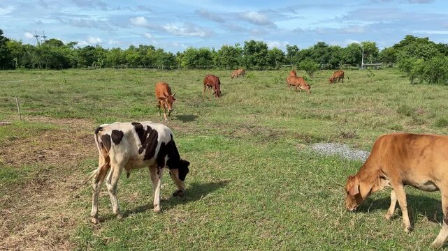 Cows are eating grass, nature background
