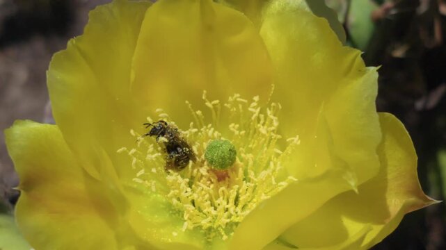 A Bee Gathering Pollen