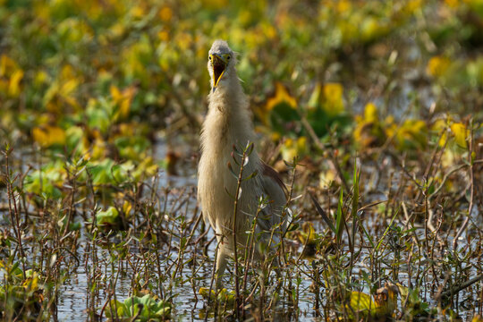 Indian Pond Heron (Ardeola grayii) with its beak wide open in its natural wetland habitat. This expressive close-up captures the bird displaying a broad open bill, revealing a fascinating moment