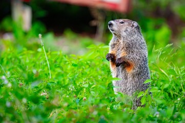 Groundhog standing up to scan its surroundings in a country home's yard