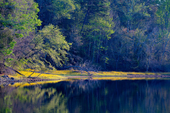 Early morning light in early spring on a lakeshore with thick yellow wildflowers reflected in still water, Chickamauga Lake in Booker T. Washington State Park in Tennessee