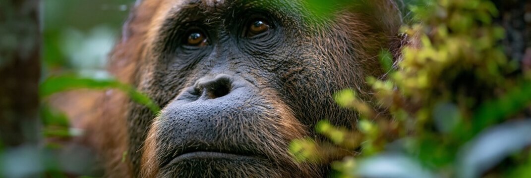 A close-up of a Tapanuli orangutan in its natural habitat, surrounded by lush rainforests, emphasizing conservation and environmental awareness.