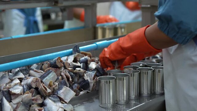 Workers packing canned sardines in a food processing factory, Quality control inspection of metal cans on a food conveyor belt, Automated industrial canning line in a seafood production facility