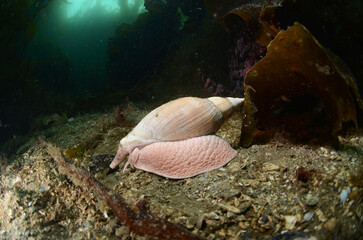 Caracol de mar grande, voluta © Sergio