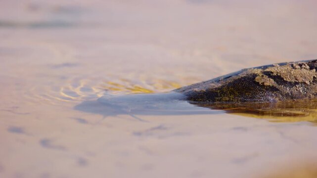In the crystal-clear waters of the Okavango Delta, Moremi Game Reserve, South Africa, a massive Wels Catfish (Silurus glanis) is momentarily still, its sleek body held motionless in the shallow river.