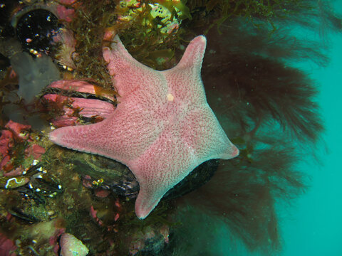 Estrella marina en Patagonia