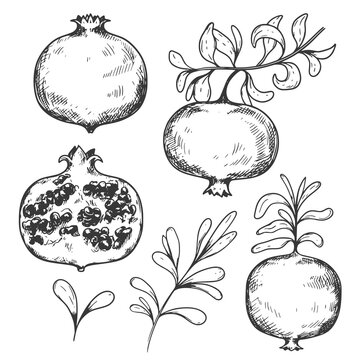 Sketch ink graphic pomegranate set illustration, draft silhouette drawing, black on white line art. Vintage etching botanical design.
