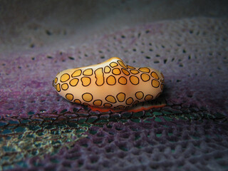 Caracol flamingo © Sergio