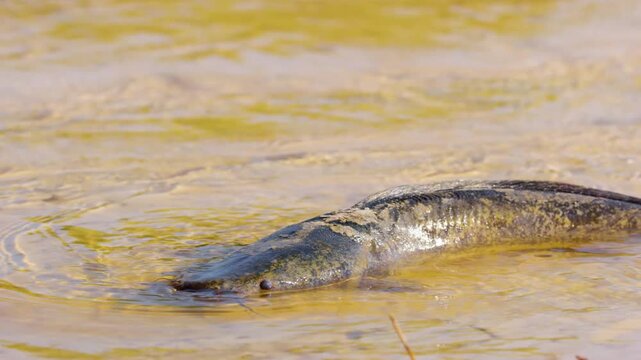 Wels Catfish (Silurus glanis) labors to move in a shallow canal in Khwai, Moremi Game Reserve, South Africa, its tail thrashing against the muddy bottom in a struggle to gain momentum. 