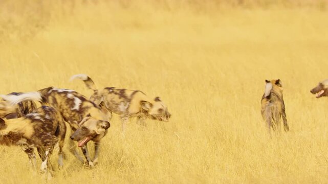 A pack of African Wild Dogs play-fight and chase each other in the tall grasses of Moremi Game Reserve, showcasing their energetic and social nature. 