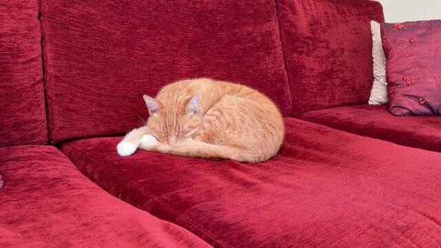 A ginger cat asleep on a red sofa.