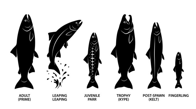 Black and white illustration showing salmon life cycle stages.