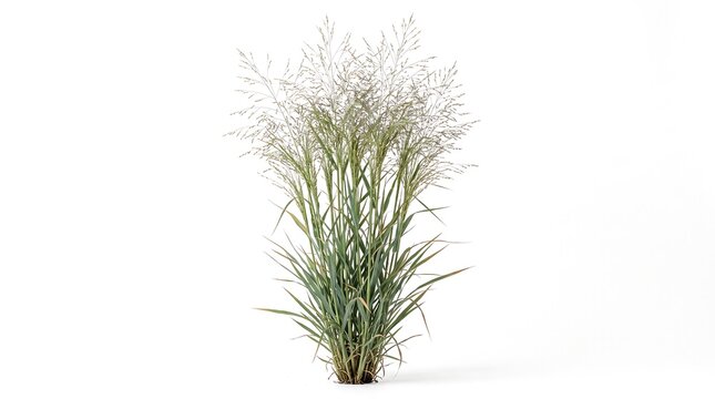 A mature switchgrass (Panicum virgatum) with airy flowering panicles and slender upright foliage, isolated on pure white background, realistic botanical photography