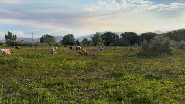 A lush, sunlit Texas meadow with Longhorn calves and their mothers peacefully grazing. Wide angle panning shot reveals tranquil rural landscape, distant trees, and soft evening light.
