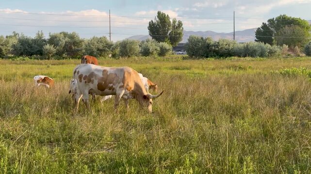 Texas Longhorn newborn calves with their mothers graze peacefully in lush farmland grass at sunrise, tails swishing in warm golden sunlight. Wide scenic shot with soft early light.