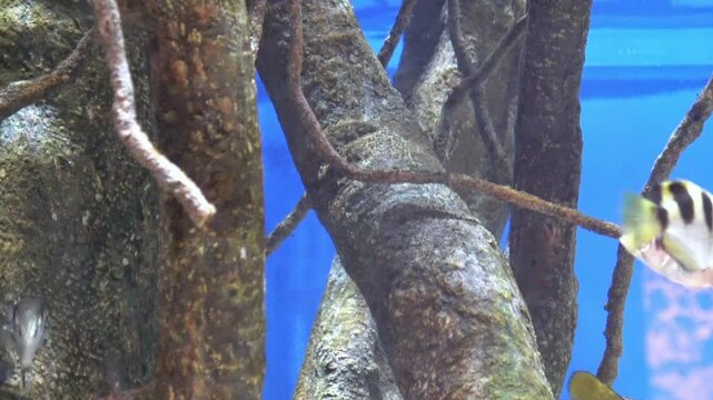 School of Archerfish, Toxotes Jaculatrix fish swimming by mangroves underwater. Closeup. 4K
