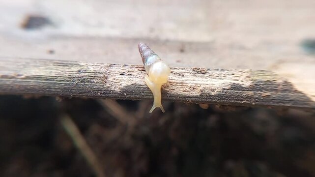 Tiny land snail macro on wood branch close up wildlife