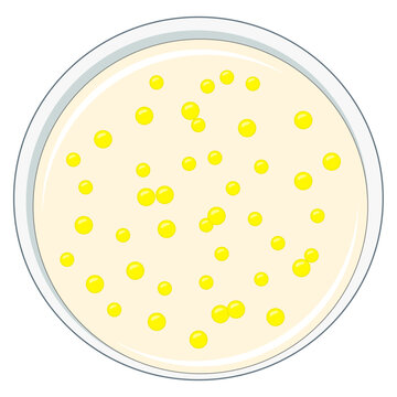 Micrococcus luteus Bacterial Colonies in Petri Dish Illustration