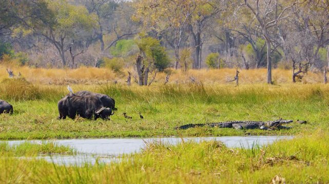 Wild Buffaloes eat grass near a pond in Moremi Game Reserve, unaware of a hidden Nile Crocodile on the bank. The buffaloes are peaceful, but danger is nearby. 