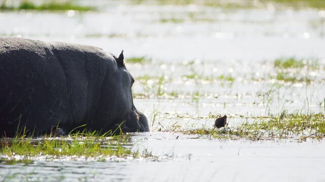 African Jacanas (Actophilornis africanus) forage in Okavango Delta's shallow waters, while a hippopotamus (Hippopotamus amphibius) grazes nearby. A serene scene of coexistence in the African wetlands.
