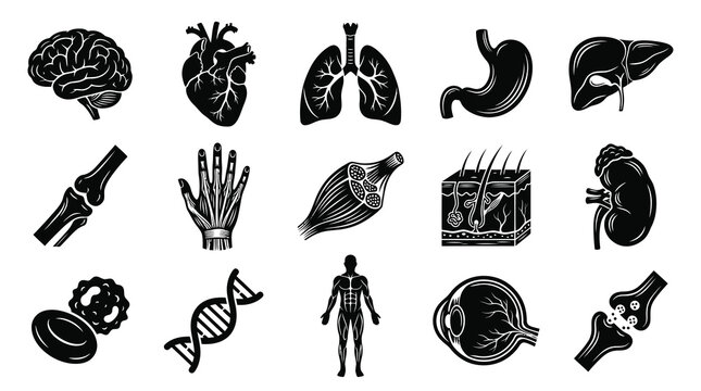 Medical Human Anatomy Organs and Systems Black  White Glyph Icons Set