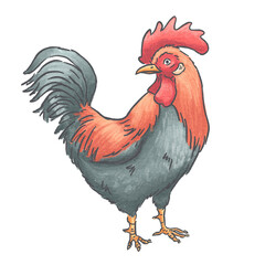 rooster hand drawn isolated on white © Polart Studio