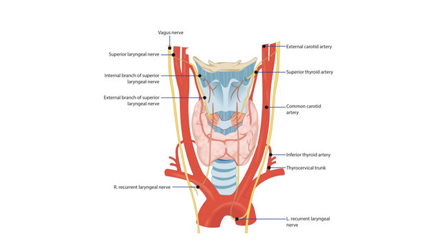 Nerve and Arterial Supply of the Larynx, the nerve and arterial supply of the larynx, including the superior and recurrent laryngeal nerves and the superior and inferior thyroid arteries.