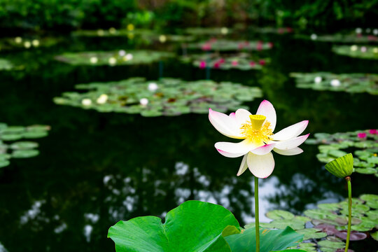 水辺の花」の写真素材 | 28,857件の無料イラスト画像 | Adobe Stock
