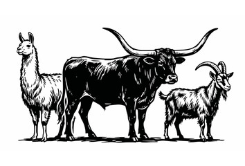 Hand drawn farm animals vector illustration set featuring realistic texas longhorn bull llama and horned goat isolated on white background, © Abdullahall