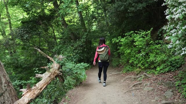 高尾山の4号路を歩く女性の後ろ姿のトラッキングショット