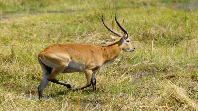 A majestic Lechwe (Kobus leche) antelope gracefully walks through the lush grasses of a wetland in Okavango Delta's Moremi Game Reserve, South Africa. 