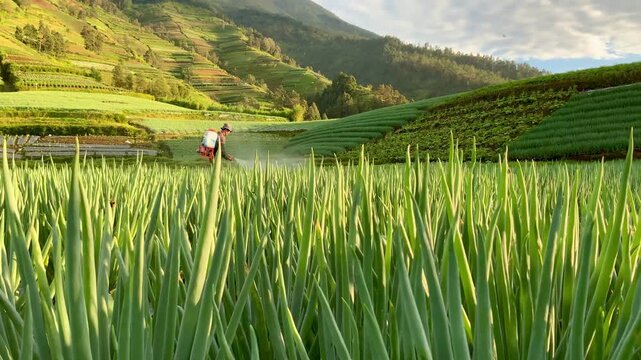 farmer spraying fertilizer on green onion field in the mountains of indonesia