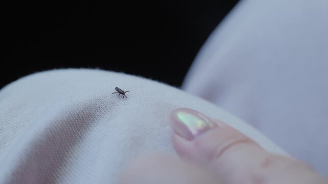 Sharp focus reveals tiny arachnid exploring textile with silent menace