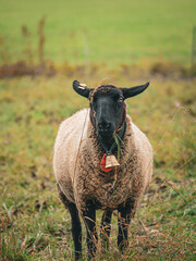 Fluffy white sheep with a traditional cowbell standing in a lush green pasture, looking directly at the camera with a funny expressive face. Beautiful vertical portrait of a domestic farm animal. © Maryna Bykova