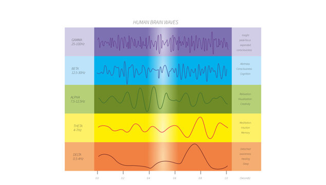 HUMAN BRAIN WAVES, the major human brain waves and EEG patterns, including delta, theta, alpha, beta, and gamma waves associated with different states of brain activity.