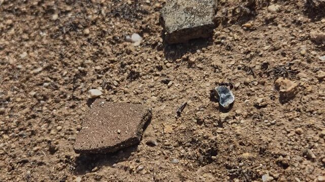 Hohokam pottery fragments and mica chip being moved by harvester ants