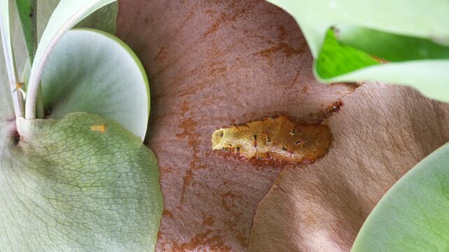 A colony of stingless bees (Meliponini) guarding and entering the wax-resin entrance tube of their nest attached to a tree branch. Small bees fly and patrol around
