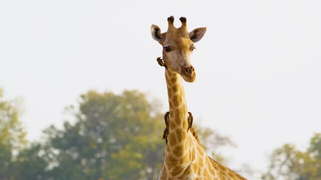 A close-up view of a Northern Giraffe's (Giraffa camelopardalis) coat, teeming with Oxpeckers (Buphagus spp.), as they land, crawl, and feed on parasites, showcasing a remarkable symbiotic relationshi
