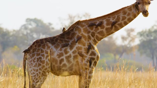 Three Northern Giraffes (Giraffa camelopardalis) stand together in the Botswana savannah, their tall bodies a striking sight, with Oxpeckers (Buphagus spp.) perched on their coats. 