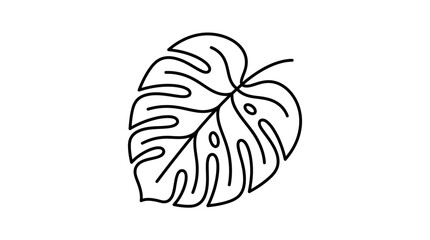 Detailed monstera leaf botanical line drawing. © pangestu