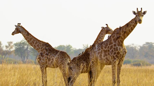 Close-up of three Northern Giraffes (Giraffa camelopardalis) in Botswana's savannah, Oxpeckers (Buphagus spp.) covering their bodies, feeding on parasites, highlighting symbiotic relationship. 